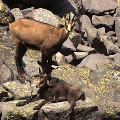 Walking in the mountains surrounding the valley Canzoi, it is not uncommon to come across a chamois female with her baby