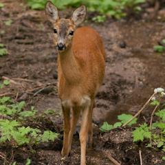 A curious deer often come to breakfast ... with flowers of our flower beds!